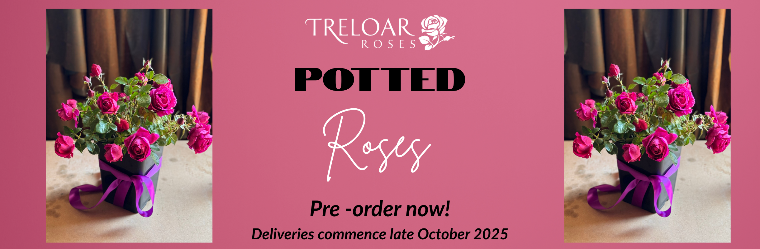Potted Roses Pre Order